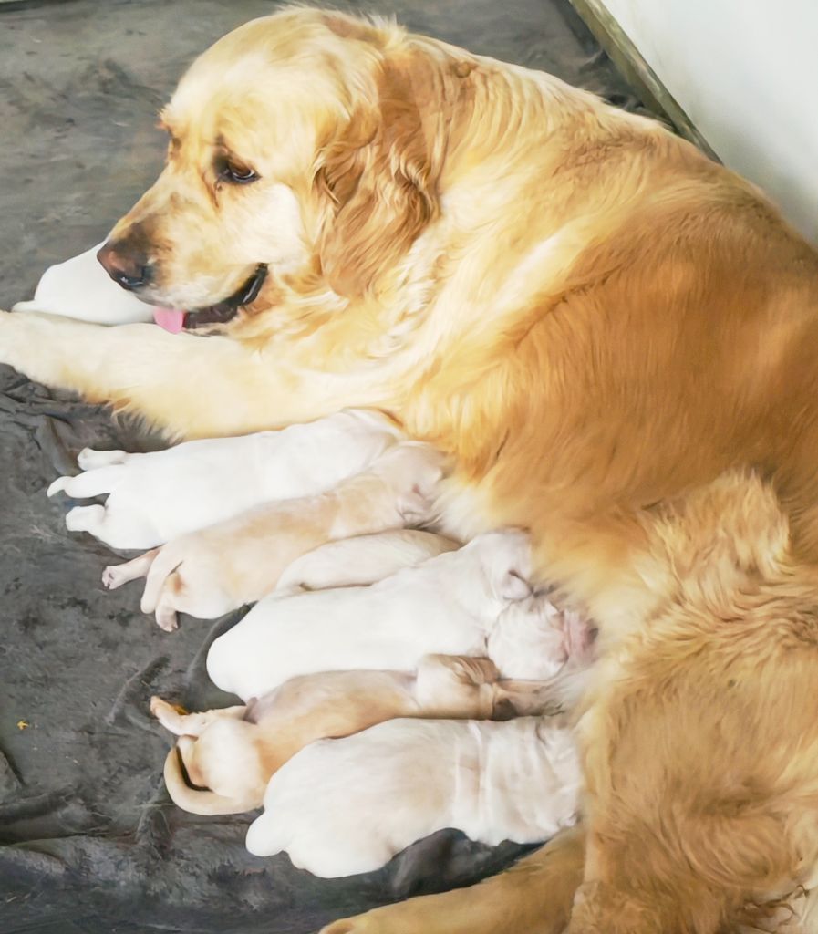 Chiot Golden Retriever l'Empire des Bad kawaïï