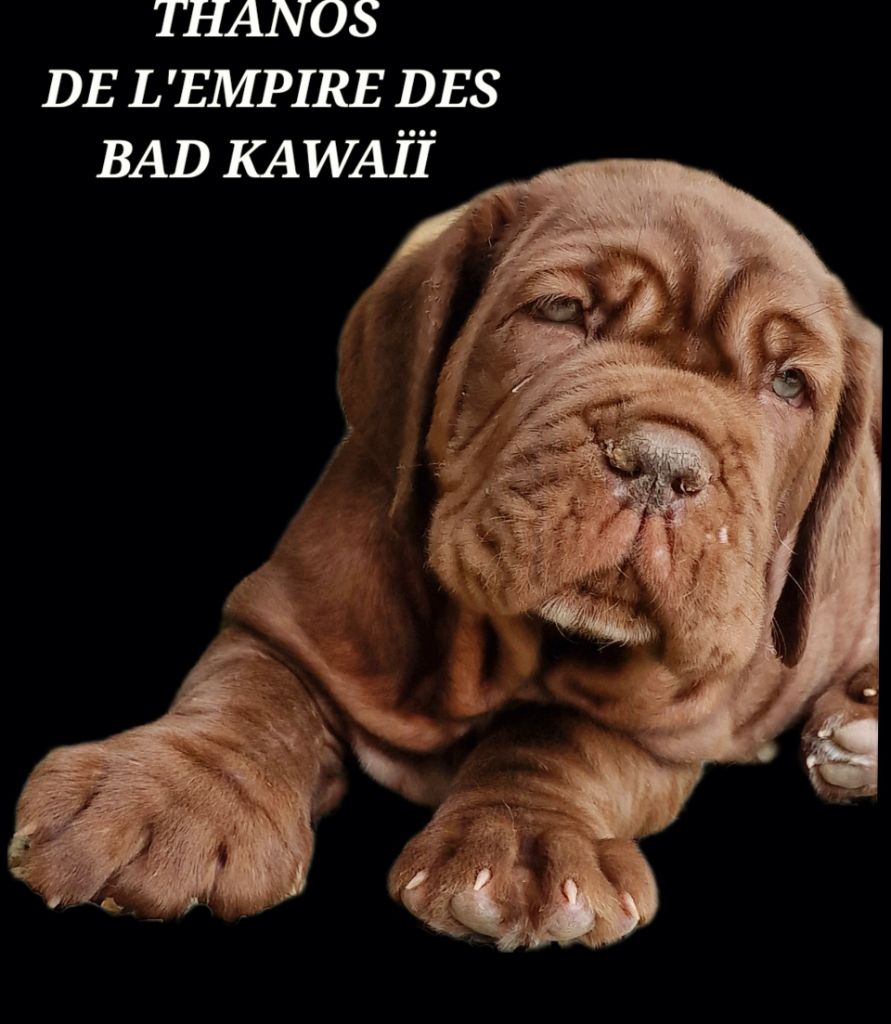 l'Empire des Bad kawaïï - Chiots disponibles - Mâtin Napolitain