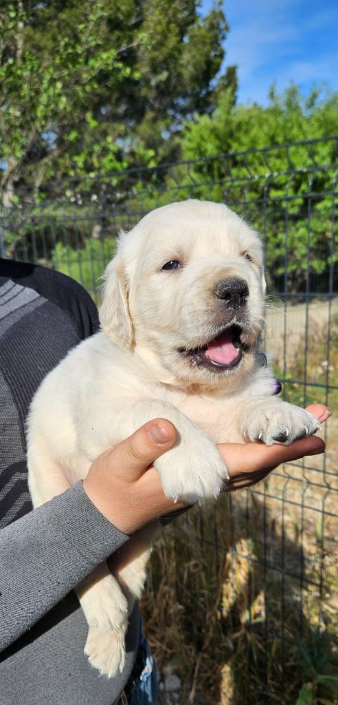 l'Empire des Bad kawaïï - Chiots disponibles - Golden Retriever