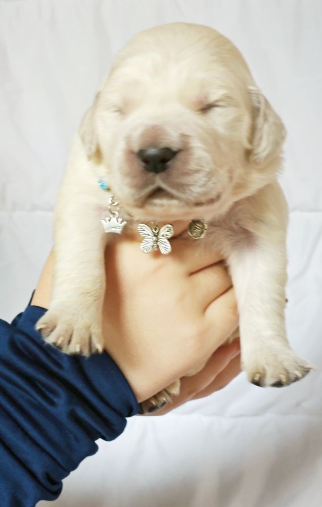l'Empire des Bad kawaïï - Chiots disponibles - Golden Retriever