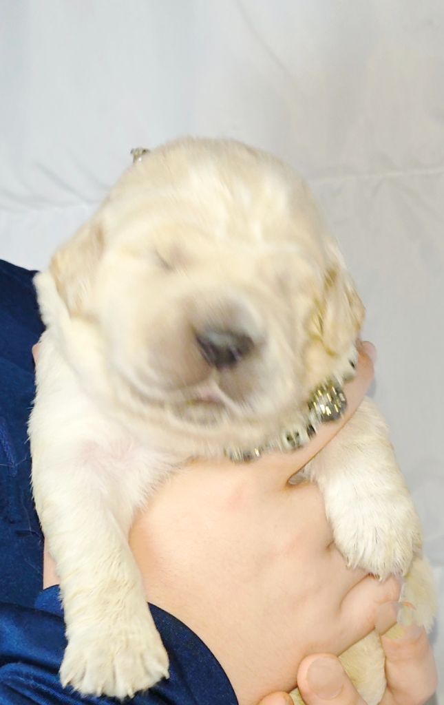 l'Empire des Bad kawaïï - Chiots disponibles - Golden Retriever