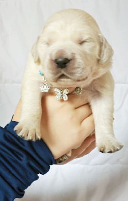 CHIOT