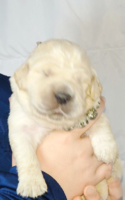 CHIOT