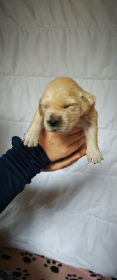 CHIOT