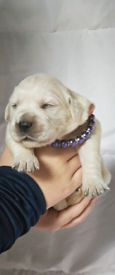 CHIOT