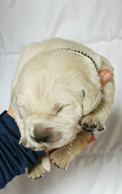 CHIOT