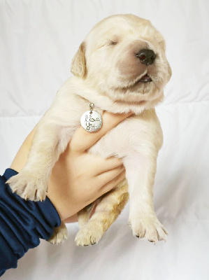 CHIOT