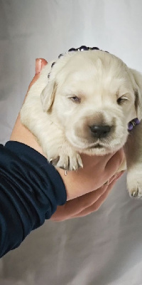 CHIOT